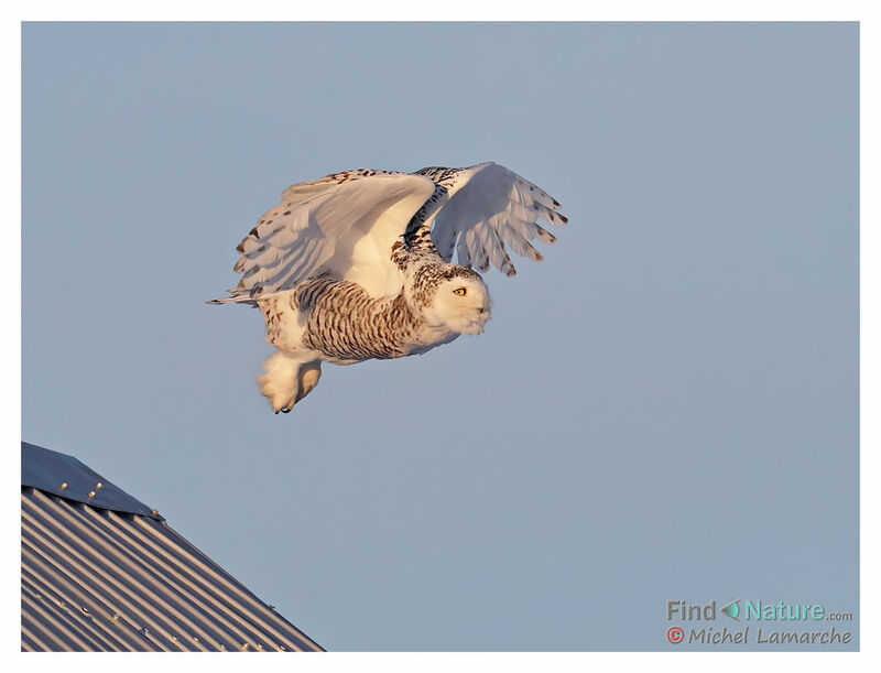 Snowy Owl, Flight