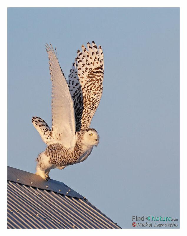 Snowy Owl