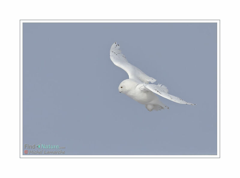 Snowy Owl male adult, Flight