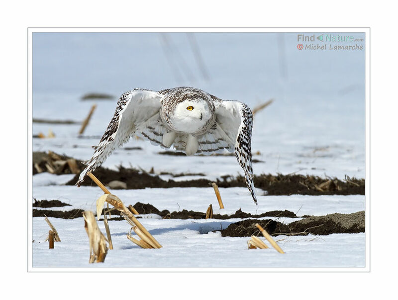 Harfang des neiges, Vol