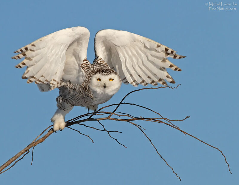 Snowy Owl