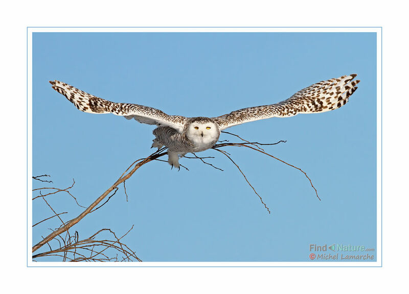 Snowy Owl