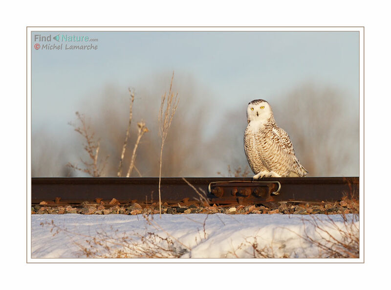 Harfang des neiges