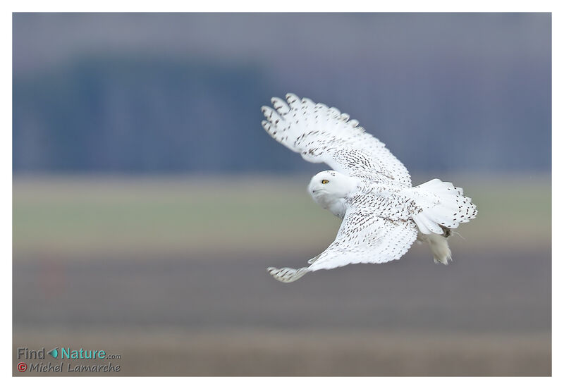 Snowy Owl, Flight