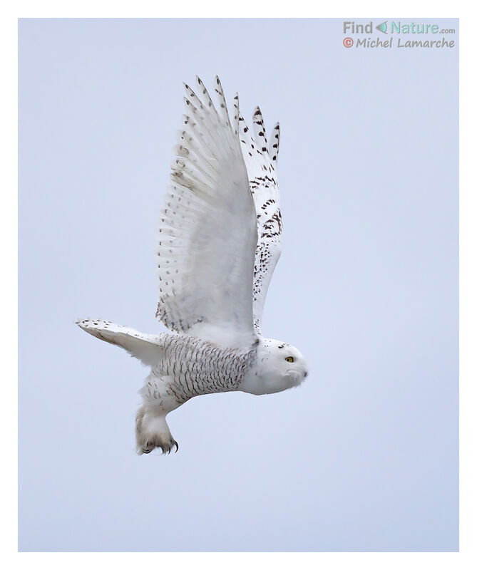 Snowy Owl, Flight