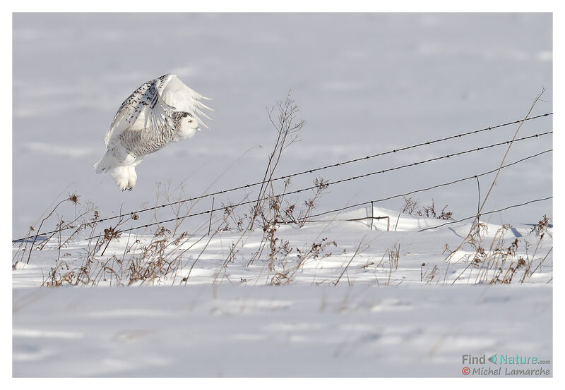 Harfang des neiges, Vol