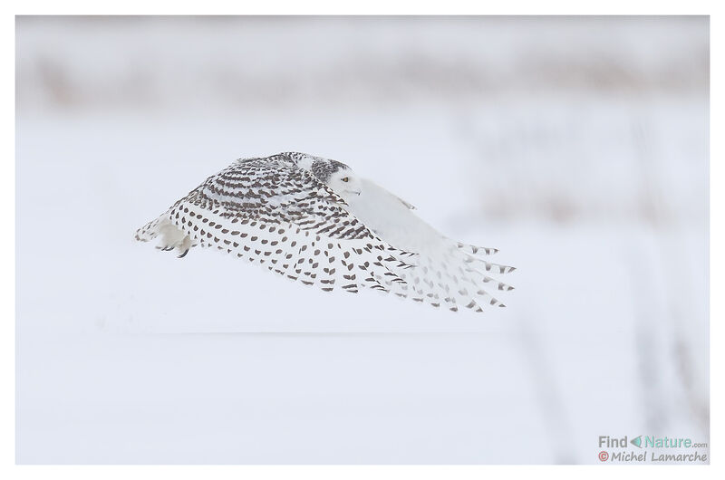 Snowy Owl, Flight