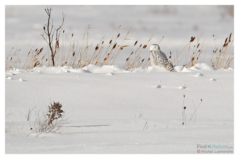 Snowy Owl