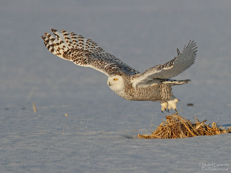 Snowy Owl