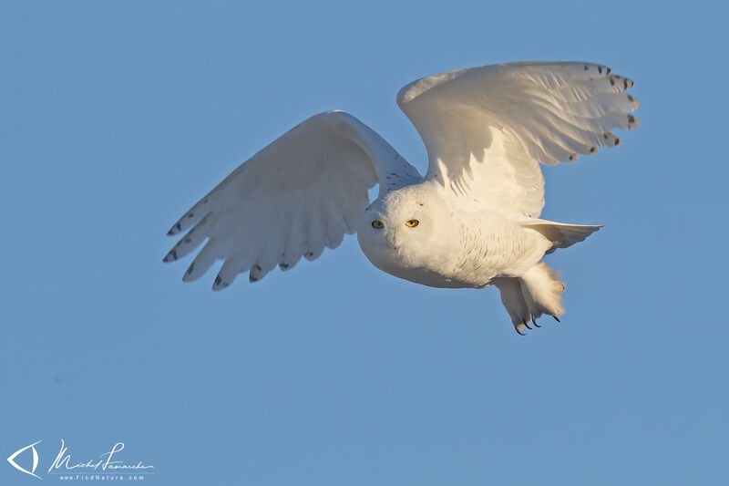 Snowy Owl male adult, Flight