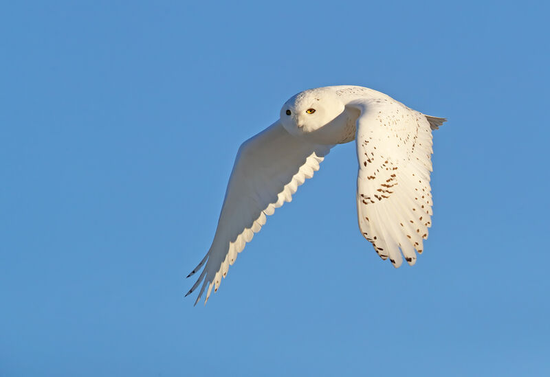 Harfang des neiges mâle adulte, Vol