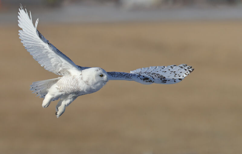 Snowy Owl, Flight