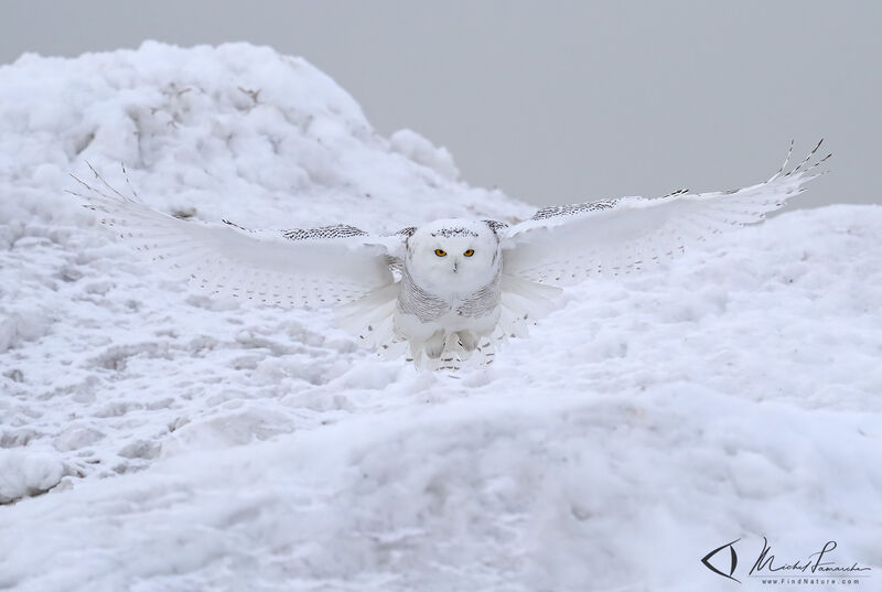 Harfang des neiges, Vol