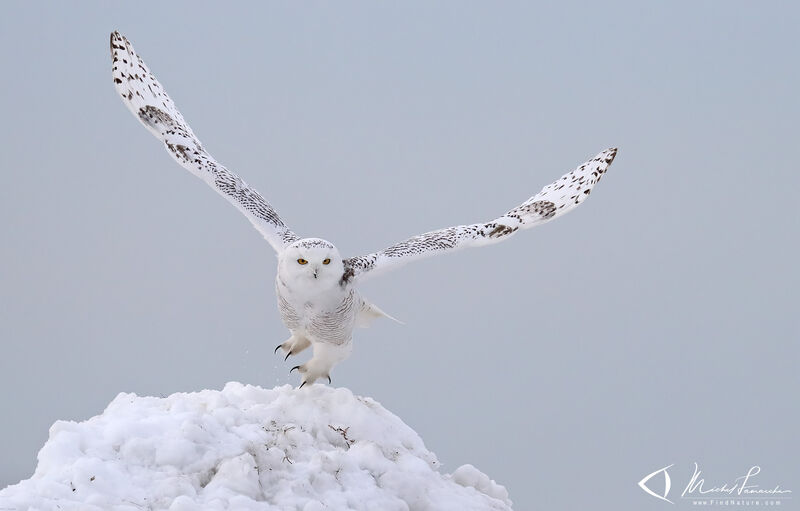 Harfang des neiges