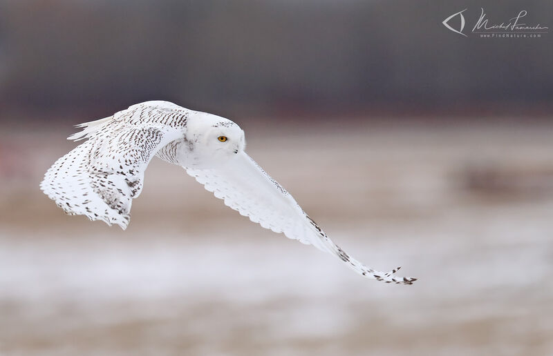 Harfang des neiges, Vol