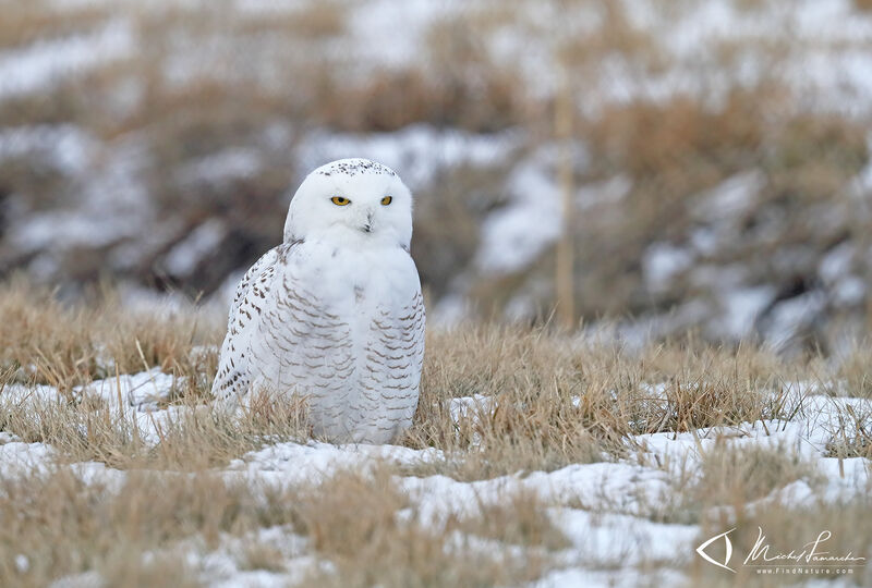 Snowy Owl