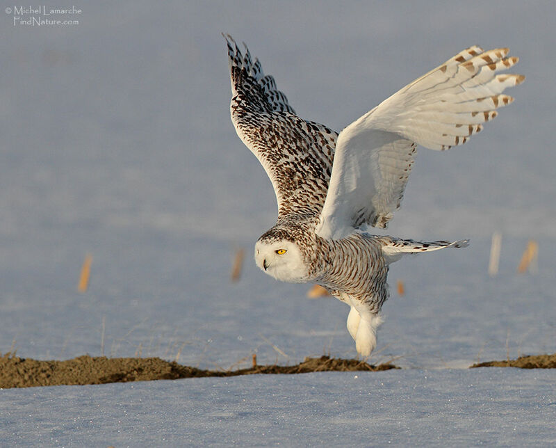 Snowy Owl