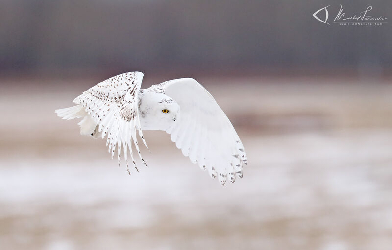 Snowy Owl