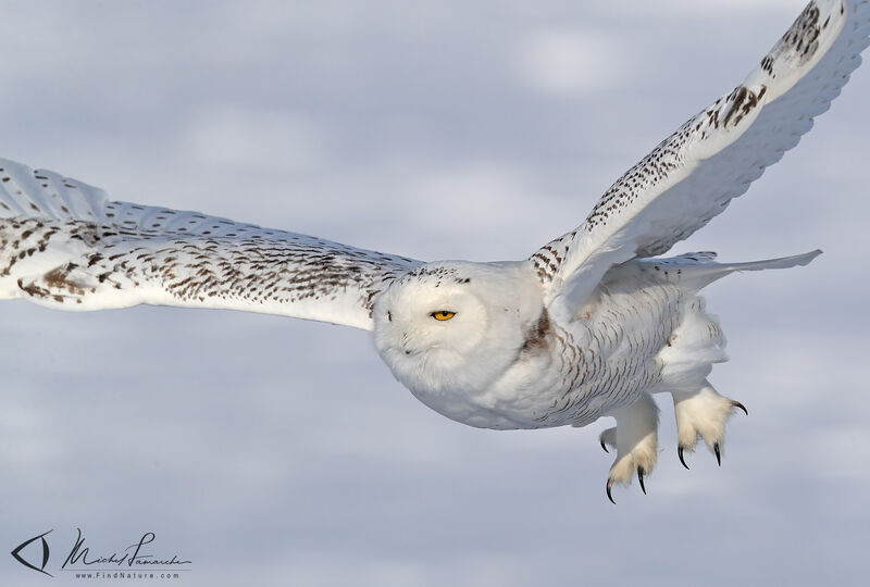 Harfang des neiges, Vol