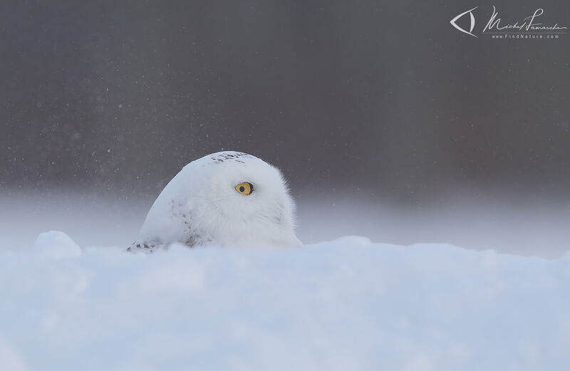 Harfang des neiges