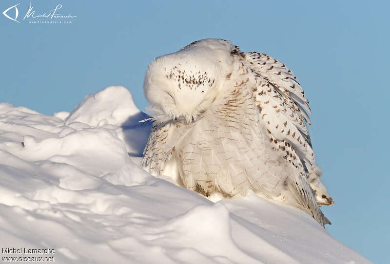 Harfang des neiges, soins, camouflage