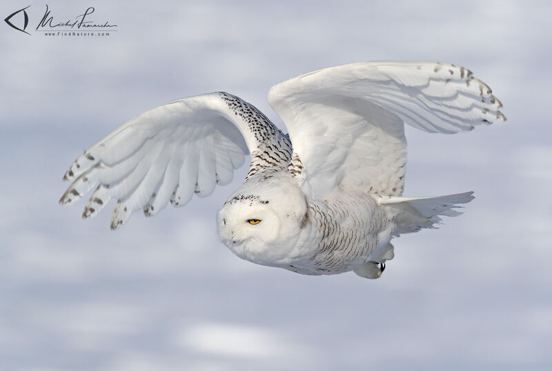 Harfang des neiges, Vol