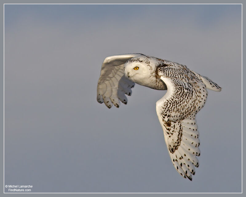 Snowy Owl female