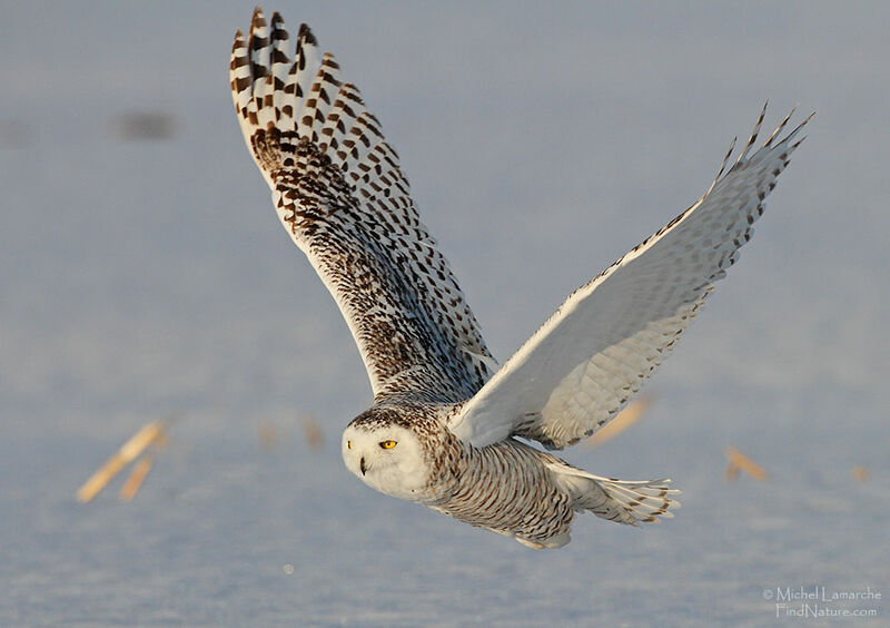 Snowy Owl