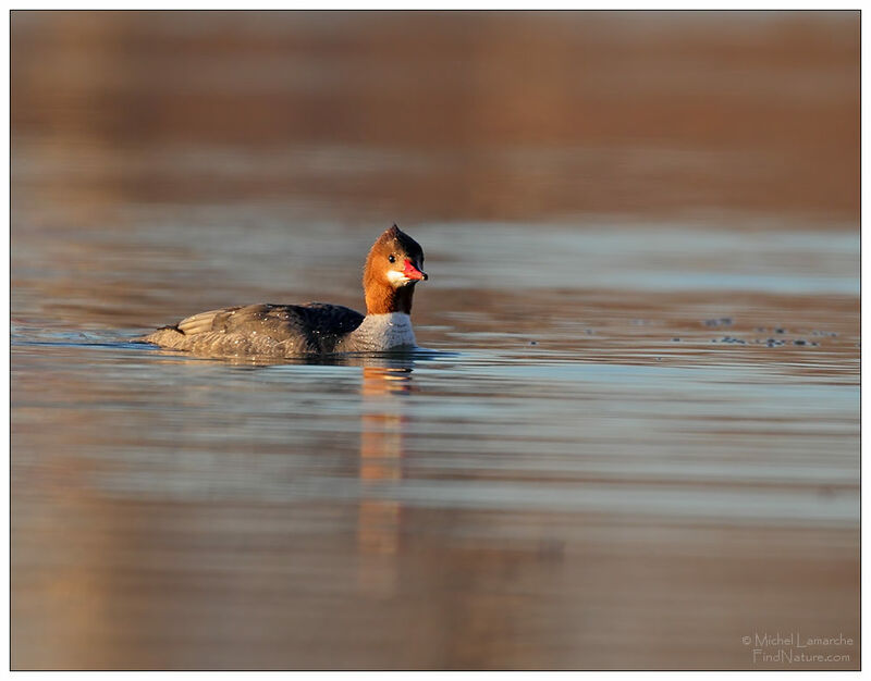 Common Merganser