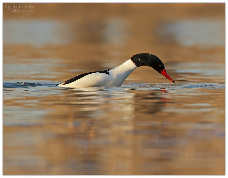 Common Merganser male