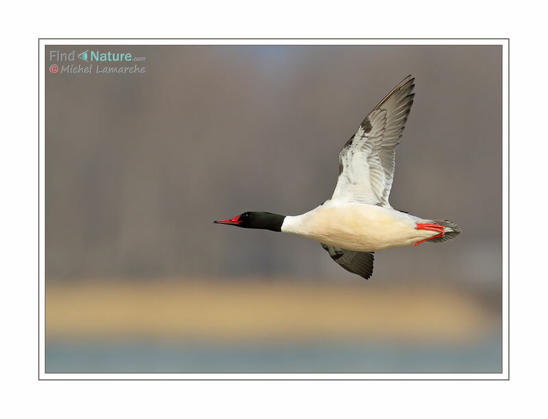 Common Merganser male adult, Flight