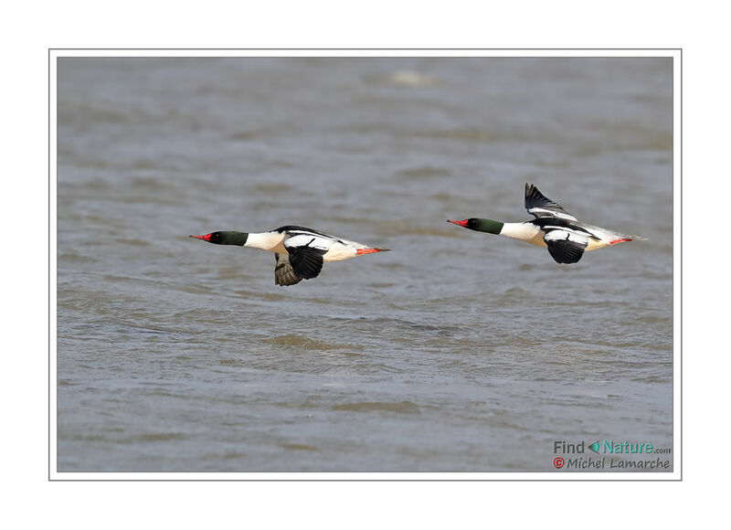 Common Merganser male adult, Flight