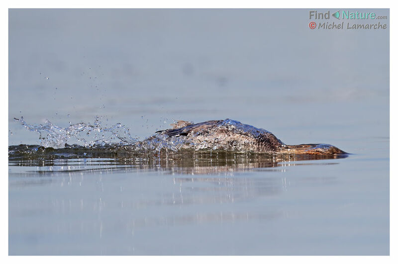 Common Merganser female, fishing/hunting