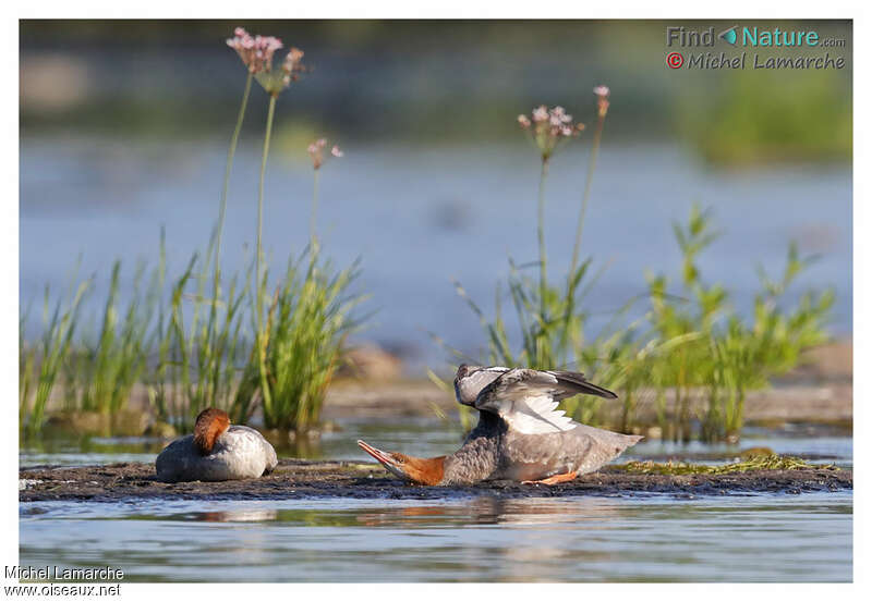 Harle bièvreadulte, habitat, Comportement