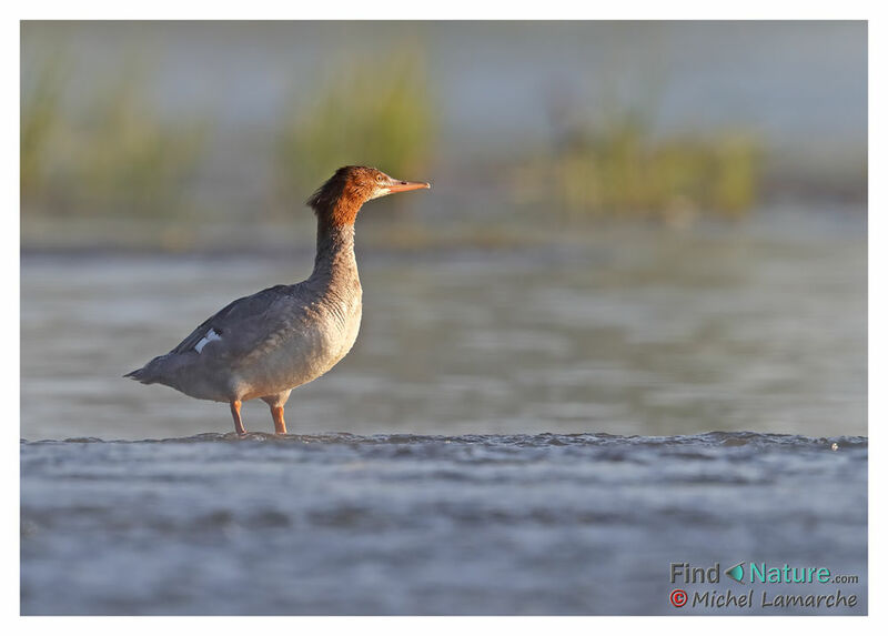 Common Merganser female