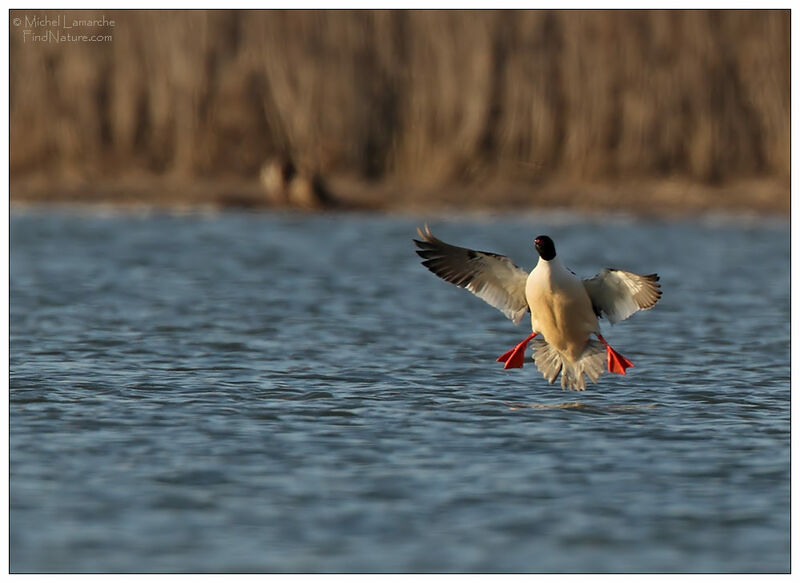 Common Merganser