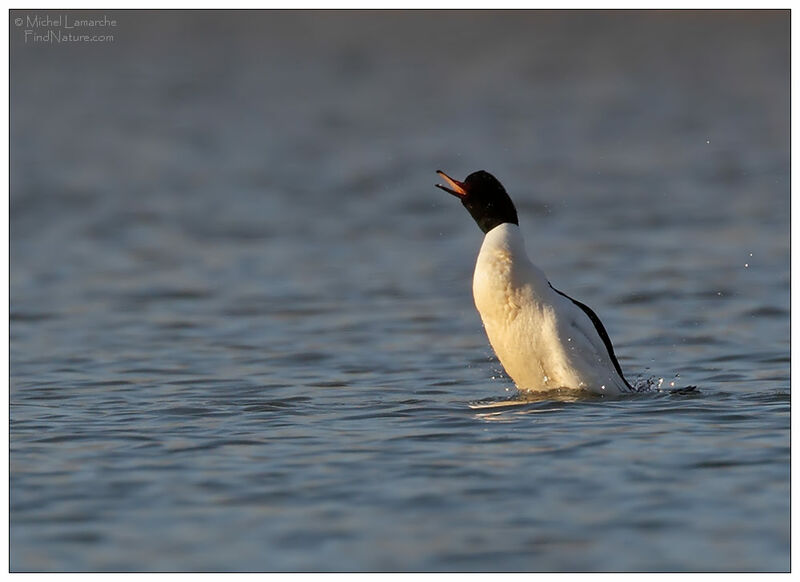 Common Merganser