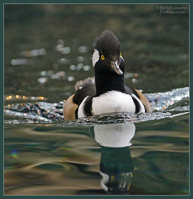 Hooded Merganser male adult