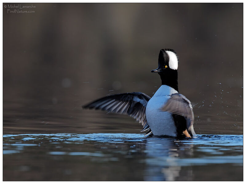 Hooded Merganser male adult