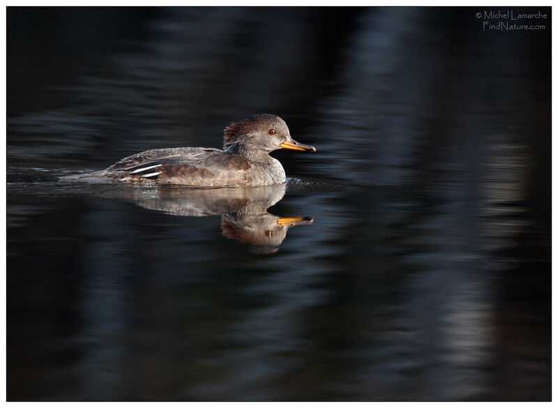 Hooded Merganser male adult