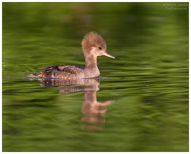 Hooded Merganser female adult