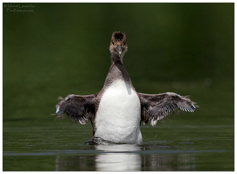 Hooded Merganserjuvenile