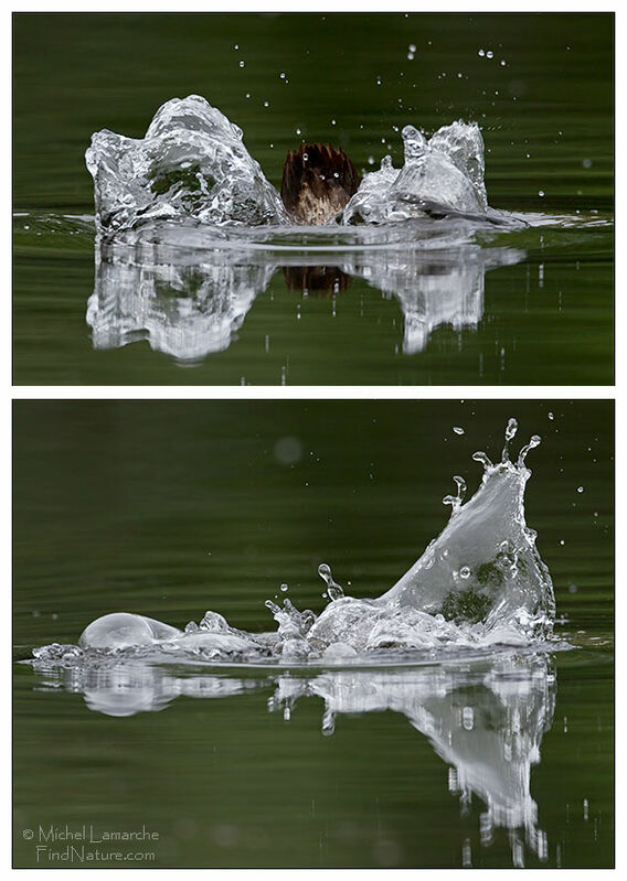 Hooded Merganser, Behaviour