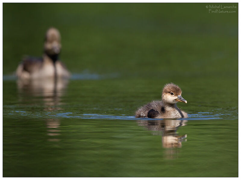 Hooded Merganser