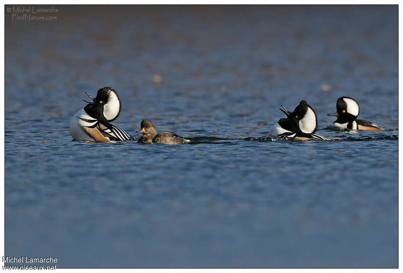 Hooded Merganseradult, Behaviour