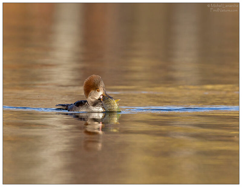 Hooded Merganser female