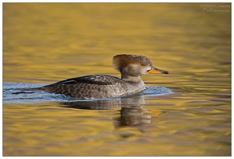 Hooded Merganser female