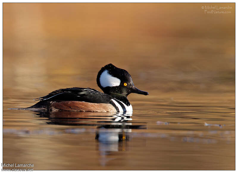 Hooded Merganser male adult, identification