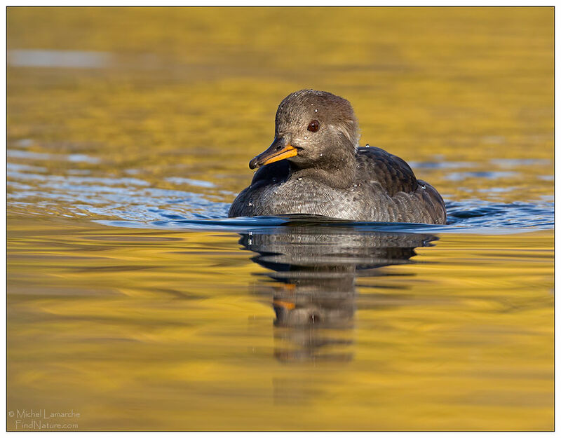 Hooded Merganser female adult