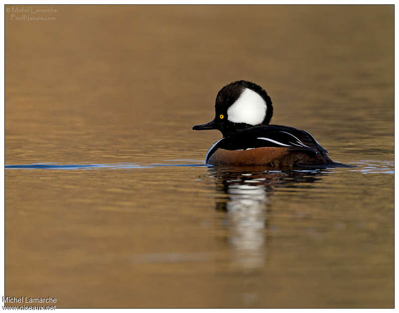 Hooded Merganser male adult, identification